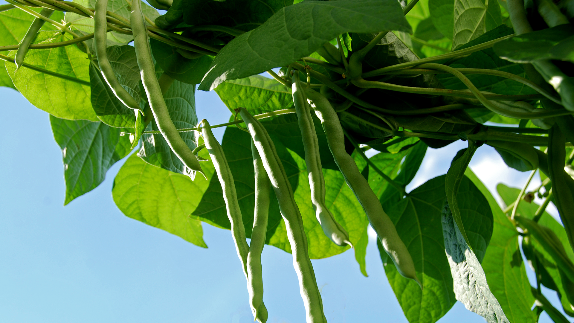 Moestuin Floralux Moestuin Floralux