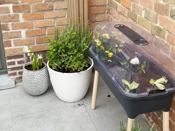 Moestuinbakken en potten