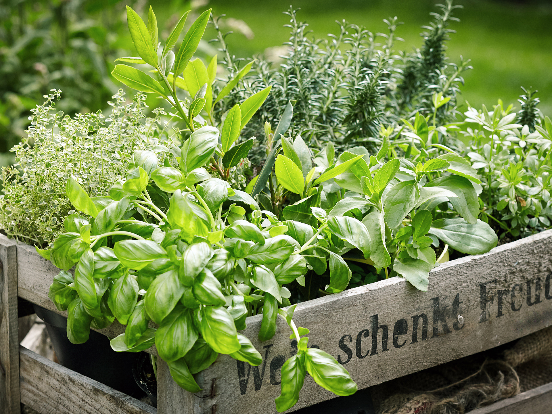 Créer un jardin d'herbes aromatiques - Floralux