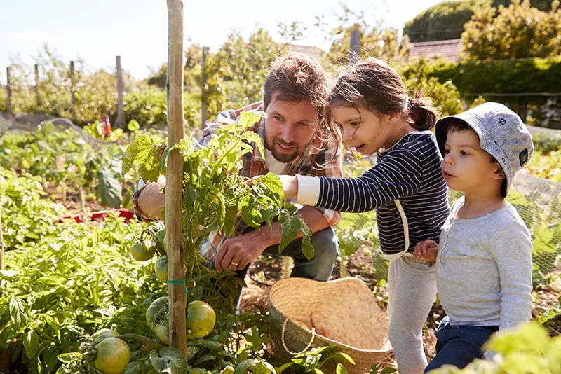 vader en kinderen verzorgen tomatenplant