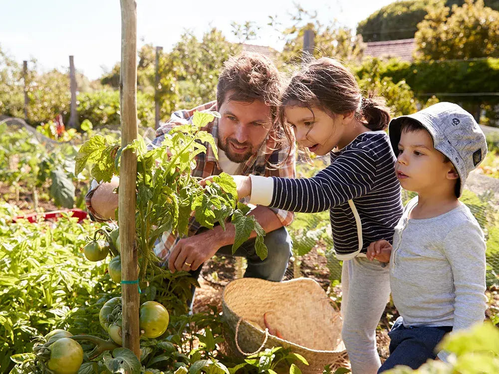 vader en kinderen verzorgen tomatenplant