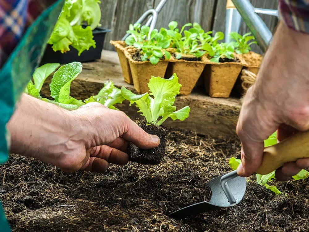 man plant saladeplantjes