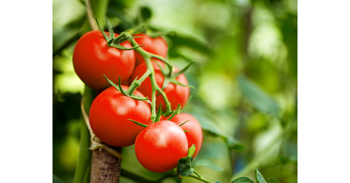 Beurs vluchtelingen Vleugels hoe plant ik tomaat? - Floralux