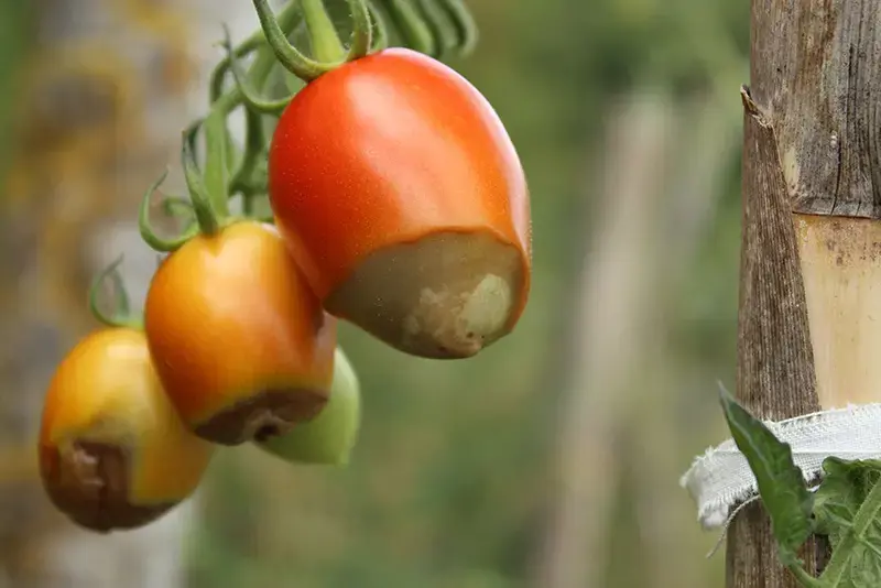 Zieke tomaten aan een tomatenplant