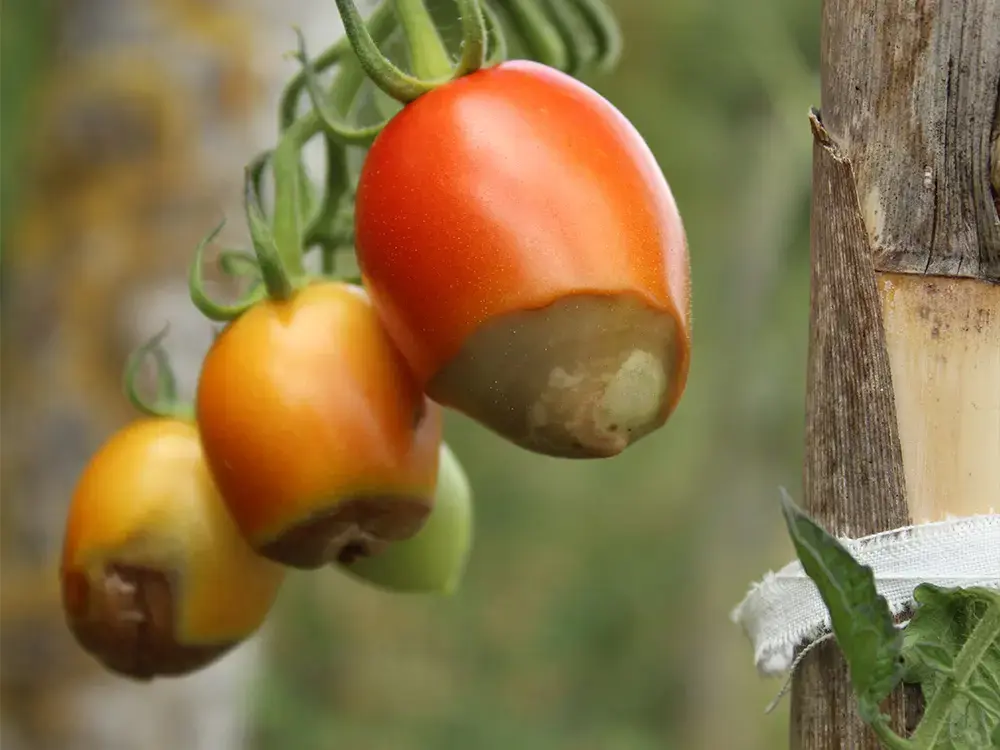 Zieke tomaten aan een tomatenplant