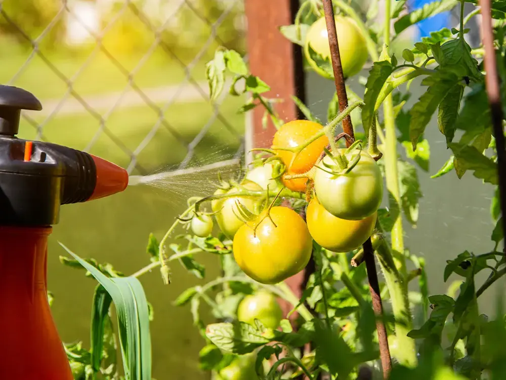Tomaten behandelen tegen de plaag