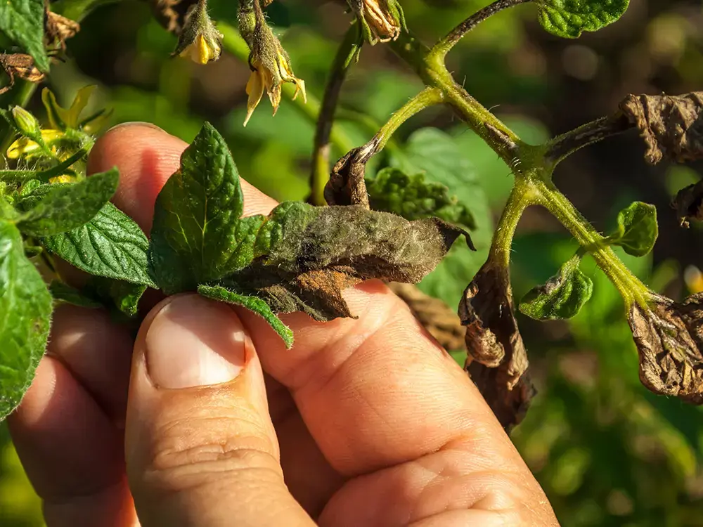 Zieke bladeren van een tomatenplant