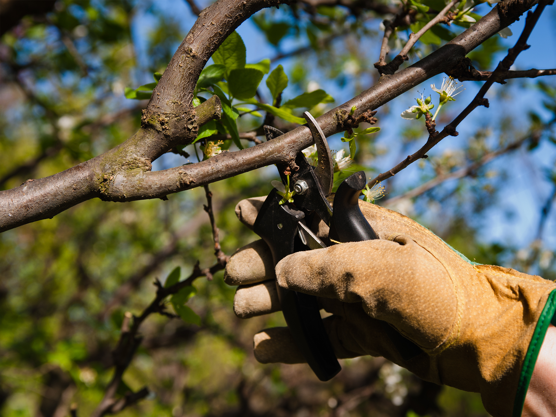 Tailler un arbre fruitier - Floralux