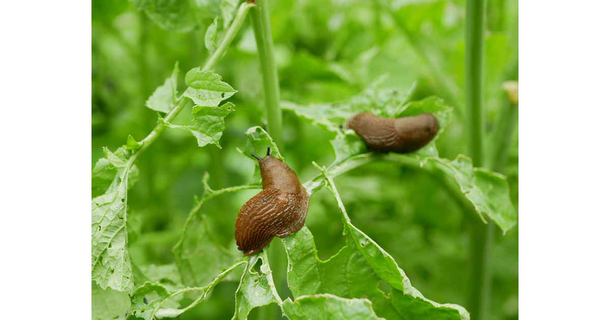 Hoe bestrijd ik slakken in de tuin? - Floralux