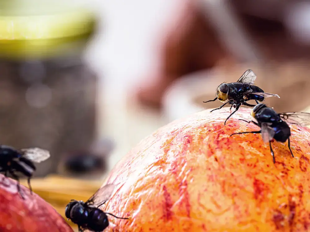 Vliegen op verrot fruit