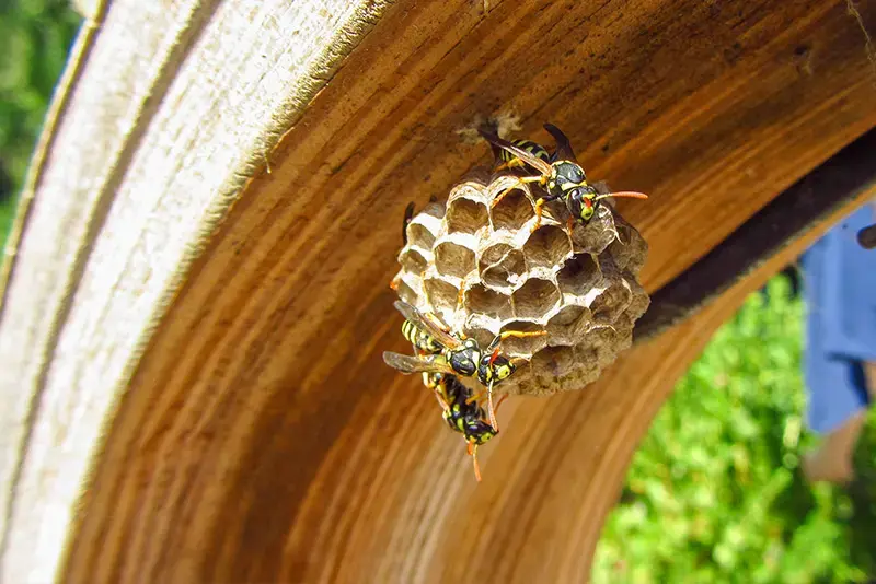 Wespen op een papieren wespennest