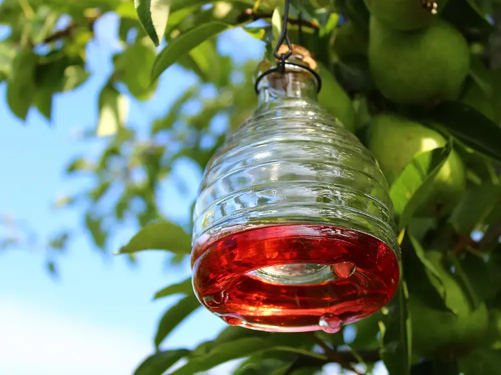 Glazen wespenval hangend in een boom.