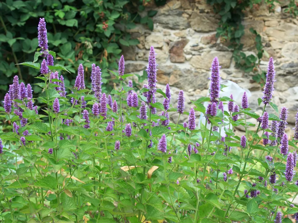 Agastache foeniculum