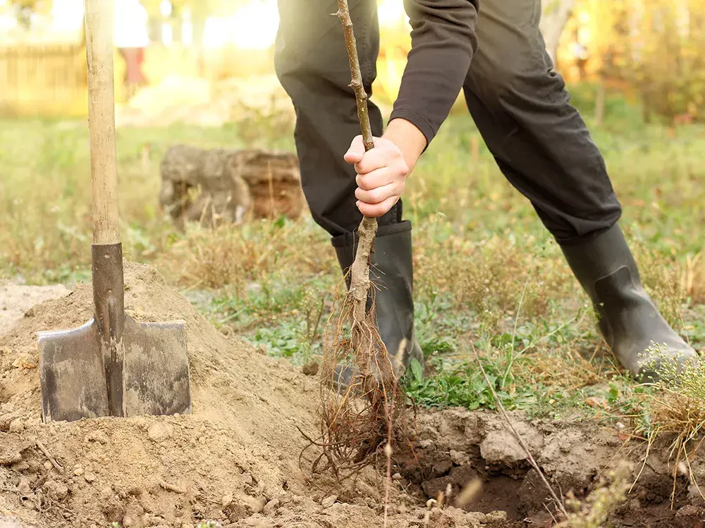 Man plant boom in blote wortel