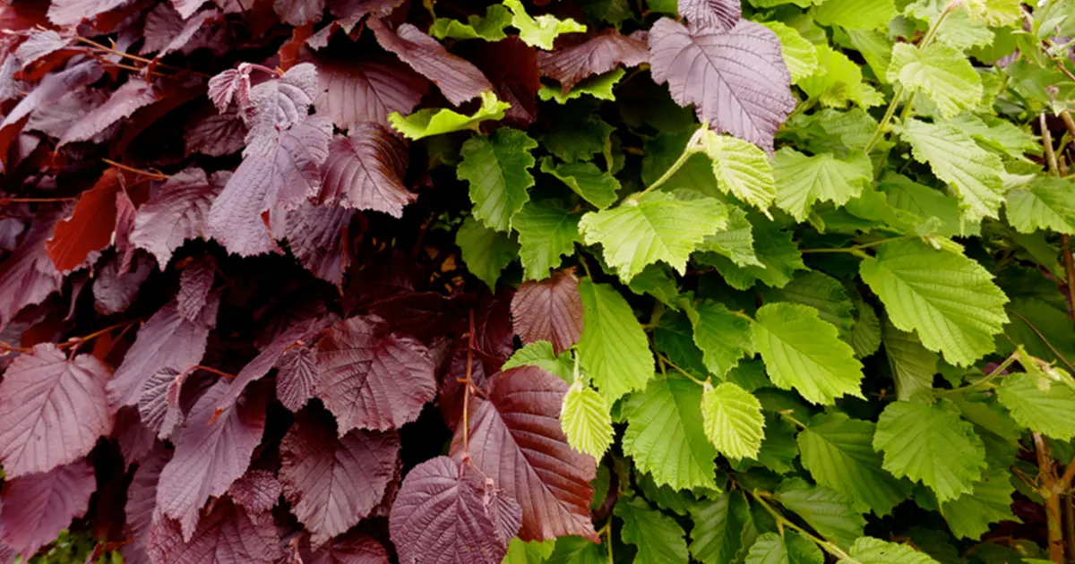 daniel plant Daniel Deronda Clematis – Plant Detectives main image 0