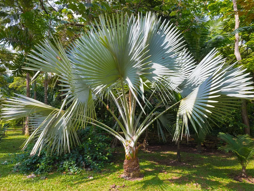 Palmboom Trachycarpus in de tuin