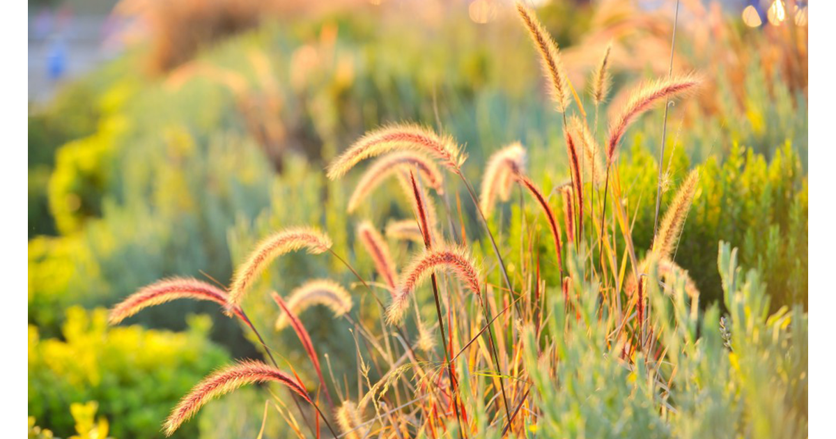Hoe plant ik siergrassen? - Floralux